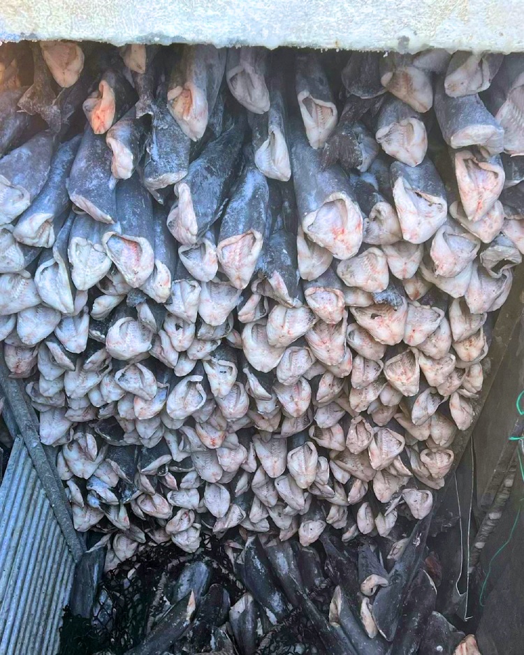 Frozen at sea process