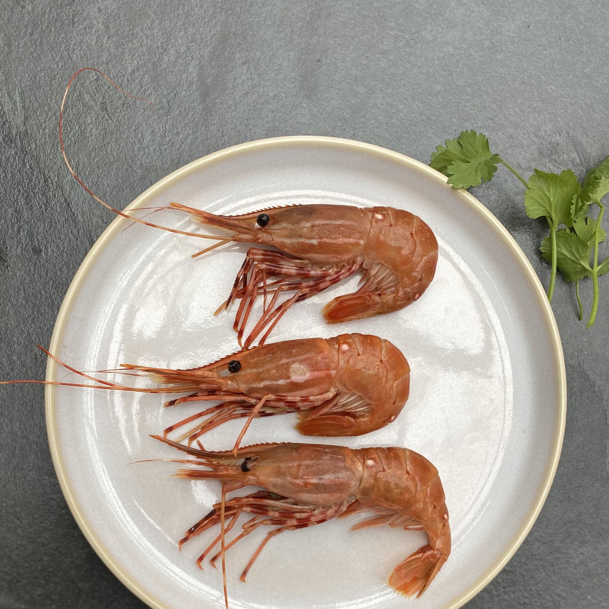 Spot Prawns