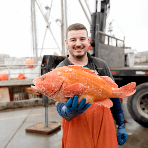 Fresh caught red snapper